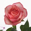 Rosa gr Coral Reef