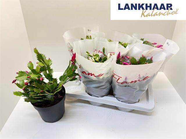 <h4>SCHLUMB FLAME GEM</h4>