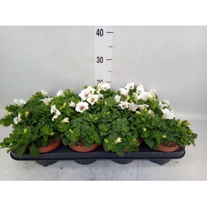 Petunia  'Surfinia Baby White'