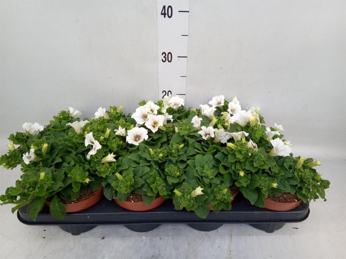 <h4>Petunia  'Surfinia Baby White'</h4>