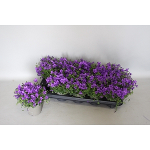 Campanula Portenschlagiana 'Ocean'