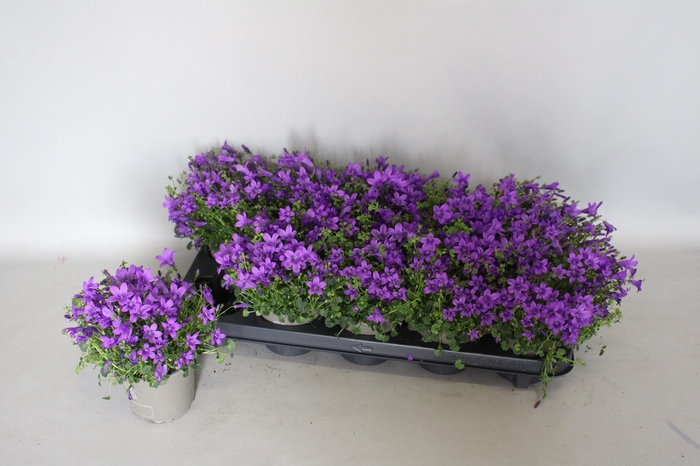<h4>Campanula Portenschlagiana 'Ocean'</h4>