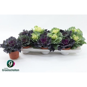 BRASSICA (SIERKOOL)