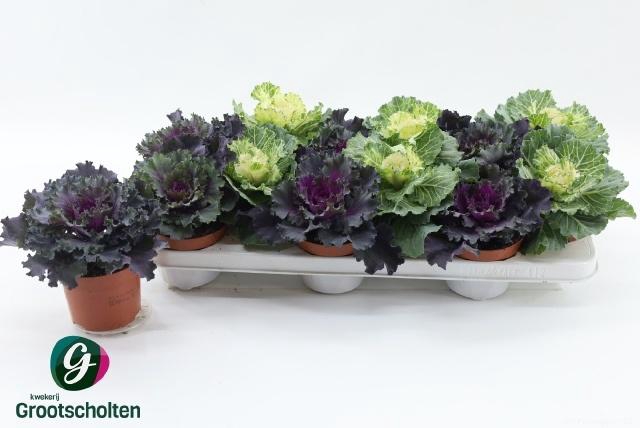 <h4>BRASSICA (SIERKOOL)</h4>