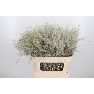 Lepidium Kl Bh Platina