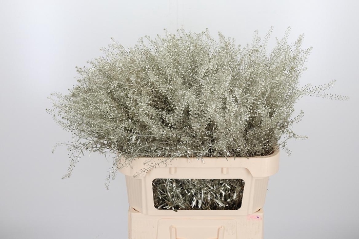 <h4>Lepidium Kl Bh Platina</h4>