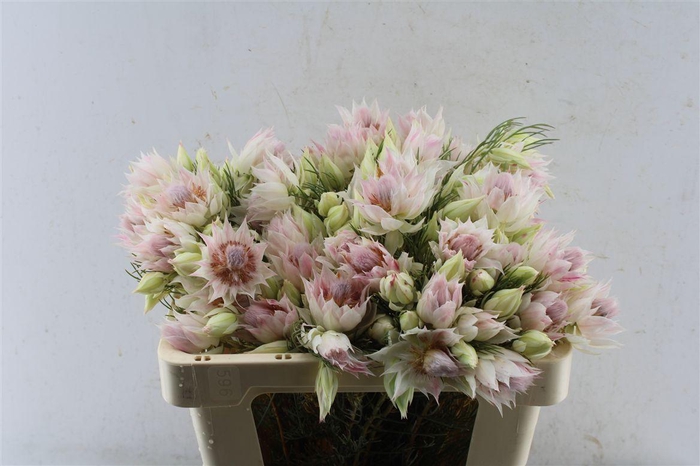 <h4>Blushing Brides White 2-5</h4>