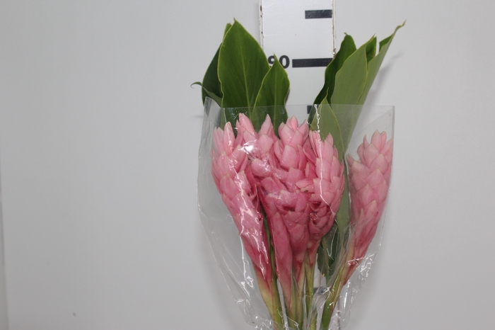 <h4>ALPINIA PURPURATA ROSA</h4>