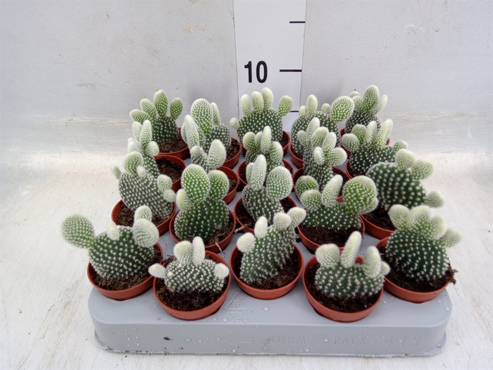 <h4>Opuntia microdasys 'Albispina'</h4>