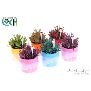 Haworthia Big band in keramiek mix