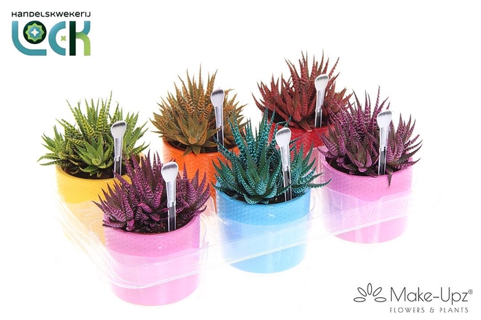 <h4>Haworthia Big band in keramiek mix</h4>