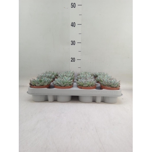 Echeveria   ...