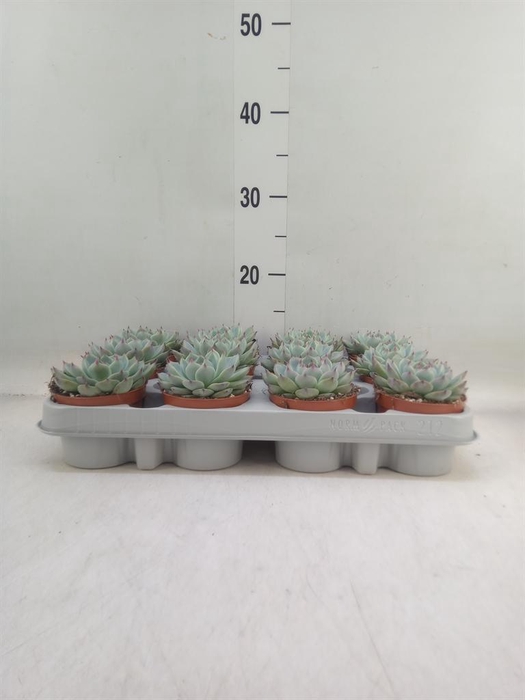 <h4>Echeveria   ...</h4>