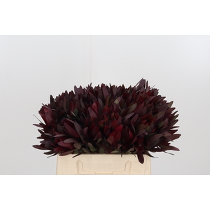 Leucadendron Safari Sunset