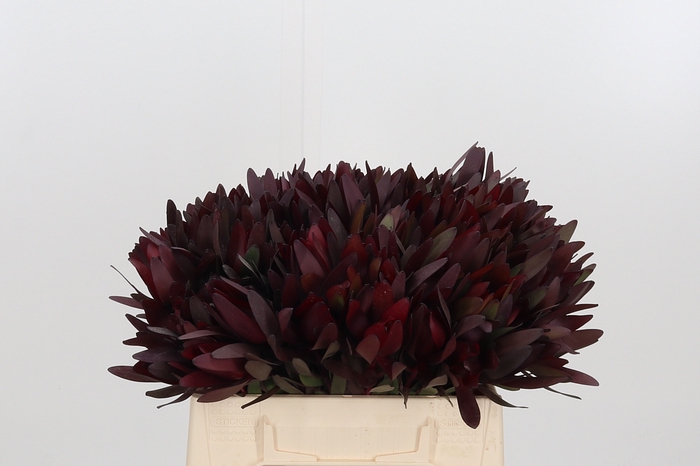 <h4>Leucadendron Safari Sunset</h4>