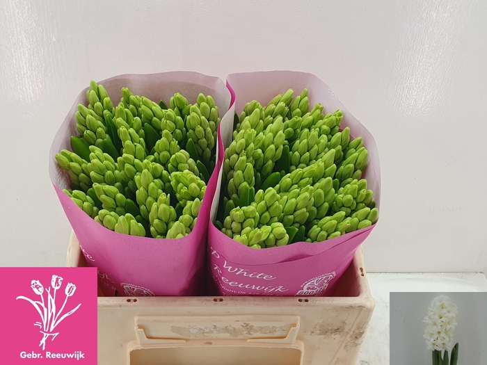 <h4>HYAC TOP WHITE</h4>