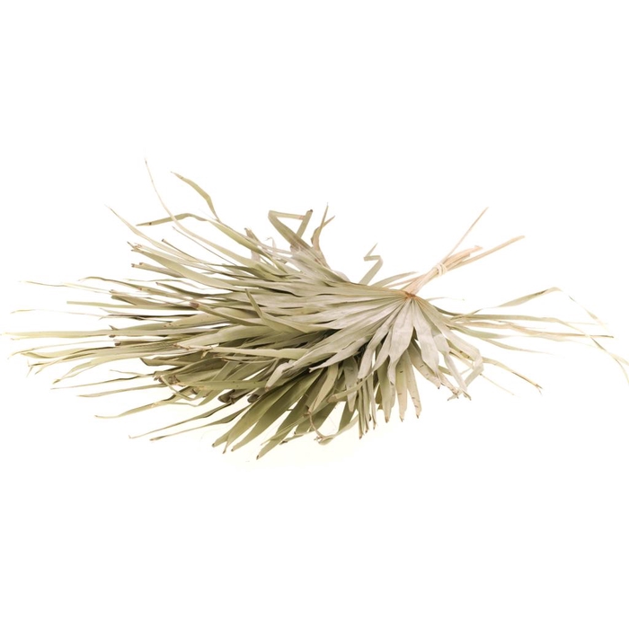 <h4>Palm Sun Big 5pc Bunch Natural</h4>