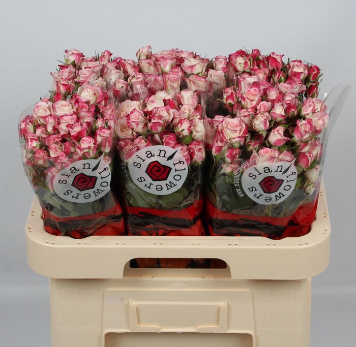 <h4>R TR REFLEX</h4>