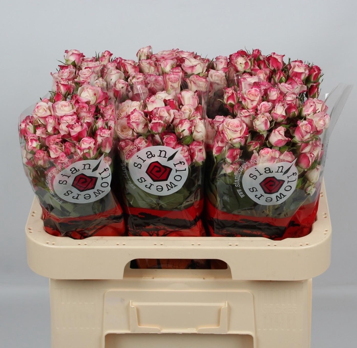 <h4>R TR REFLEX</h4>