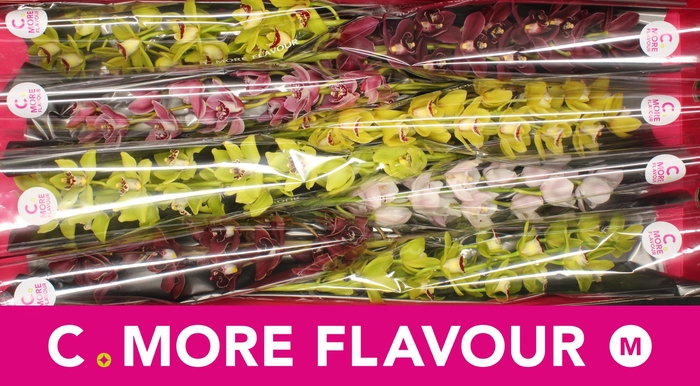 <h4>CYMB MI GEM</h4>