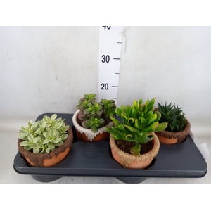 Succulents   ...