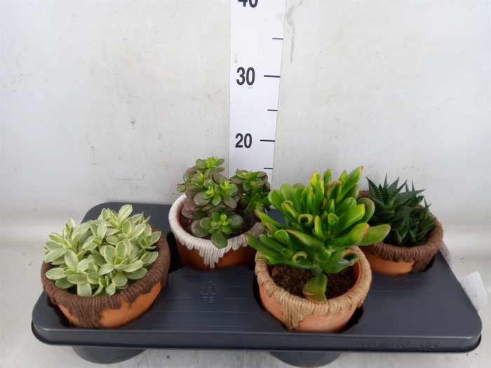 <h4>Succulents   ...</h4>