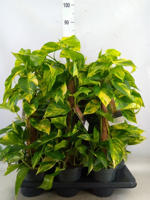 <h4>Epipremnum pinn.   ...moss stick</h4>