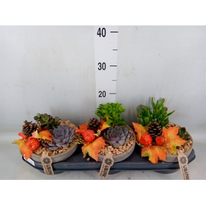 Arr.  Succulents L%