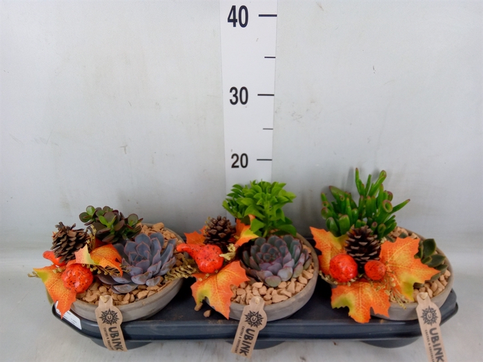 <h4>Arr.  Succulents L%</h4>
