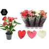 Anthurium 14 cm 3 color mix - Diamond Hoes