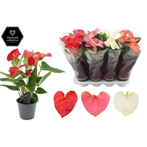 Anthurium 14 cm 3 color mix - Diamond Hoes