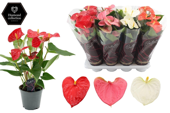 Anthurium 14 cm 3 color mix - Diamond Hoes