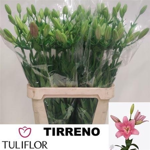 Li La Tirreno
