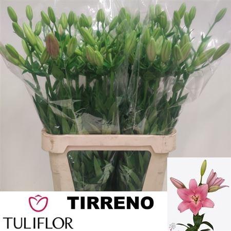 <h4>Li La Tirreno</h4>