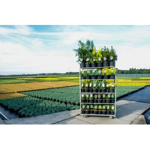 Coniferen Standaard Mix C2,5