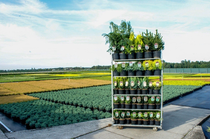 Coniferen Standaard Mix C2,5