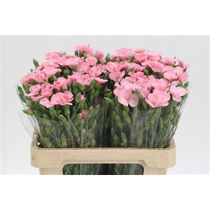 Di Te Solomio Symply Pink