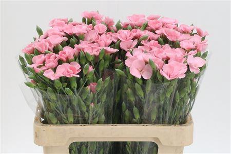 Di Te Solomio Antique Rose