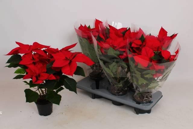 <h4>EUPHOR P MARS</h4>