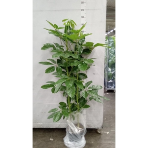 Schefflera actin. 'Amate'