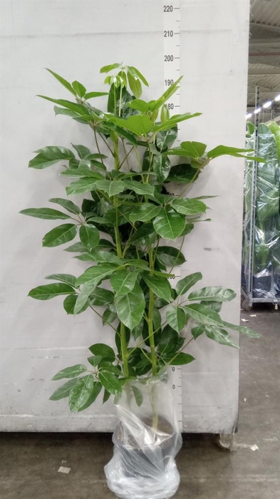 <h4>Schefflera actin. 'Amate'</h4>