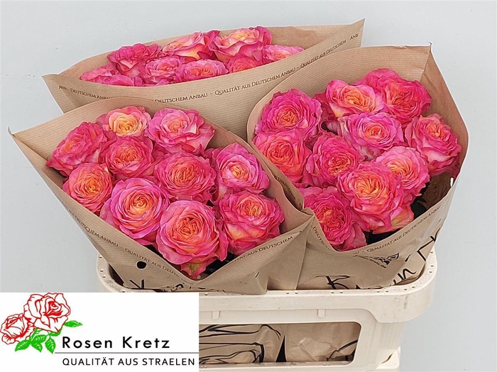 <h4>R Bu Campari</h4>