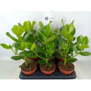 Clusia rosea 'Princess'