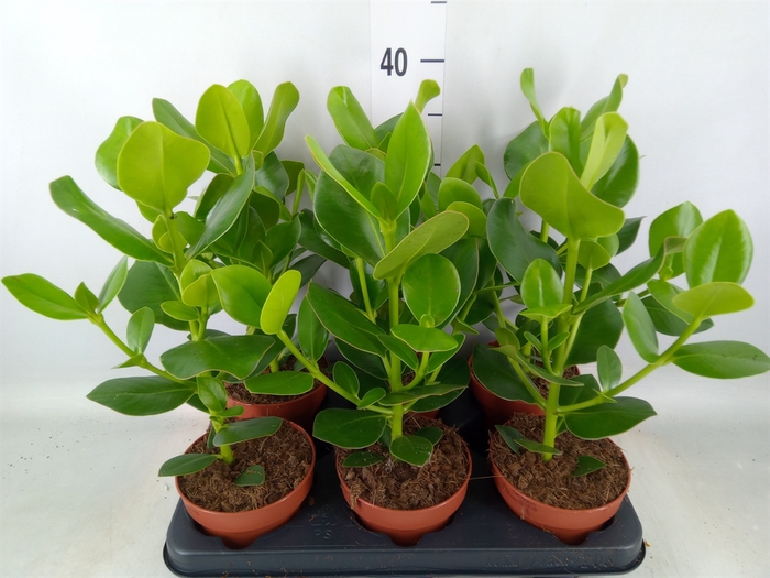 <h4>Clusia rosea 'Princess'</h4>