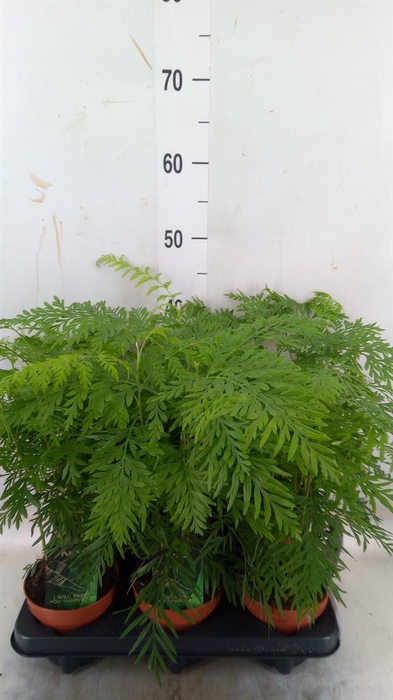 <h4>Grevillea robusta</h4>