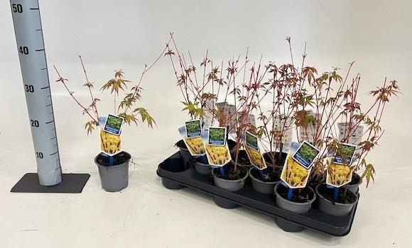 <h4>ACER PA SANGOKAKU</h4>