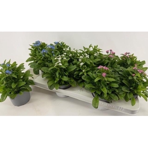 !! PROMO !! MYOSOTIS MIX P10.5