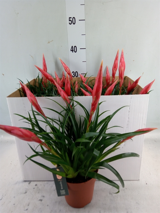 <h4>Vriesea  'Astrid'</h4>