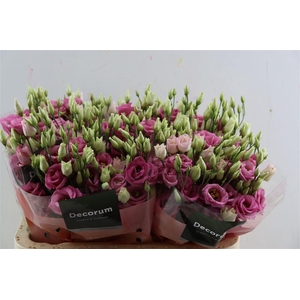 Eus G Rosita Rose Pink