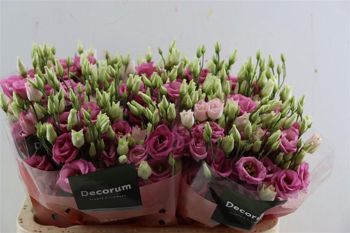 <h4>Eus G Rosita Rose Pink</h4>